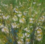 Daisies in a Spring Meadow